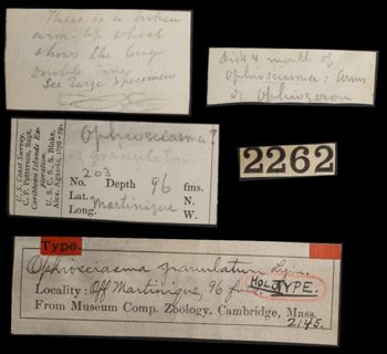Media type: image;   Invertebrate Zoology OPH-2145 Aspect: labels